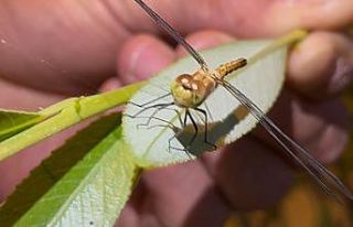 Diyadin’de doğanın objektife yansıyan zarafeti