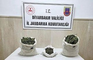 Diyarbakır’da 22 bin kök kenevir bitkisi ile 12...