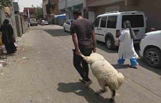 Diyarbakır’da bayramın son gününde kurbanlık...