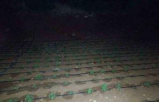 Diyarbakır’da kenevir tarlasını damlama sistemiyle...