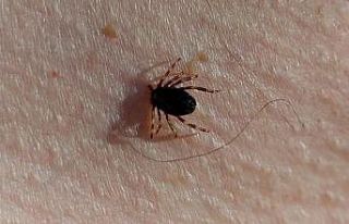 Doğu Karadeniz’de kene mevsimi sakin geçiyor