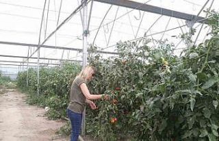 Domateste hasat öncesi numuneler alındı