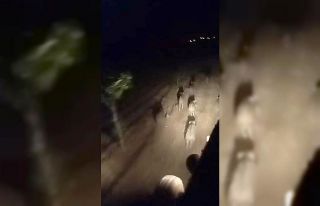 Domuz sürüsünü sessizce kovaladı