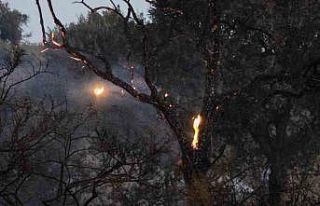 Düğün konvoyundan atılan meşale yangın çıkardı