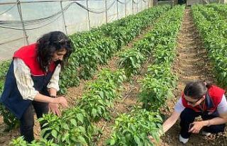 Düzce’de sebze üretimine destek