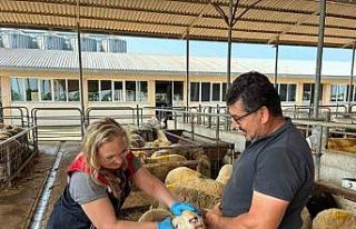 Edirne’de kurban satış alanlarında sıkı denetim