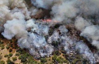 Edirne’de orman yangını