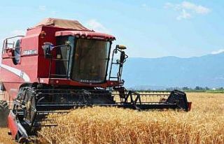 Edremit’te buğday hasadı başladı