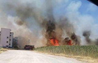 Edremit’te sazlık alanda yangın