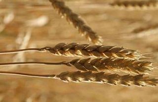 Ekmekçiler makarnacılara göre karlı bir hafta...