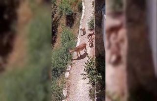 Elazığ’da anne ve yavru dağ keçileri yiyecek...