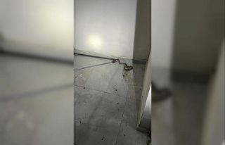 Elazığ’da apartmanda görülen yılan paniğe...