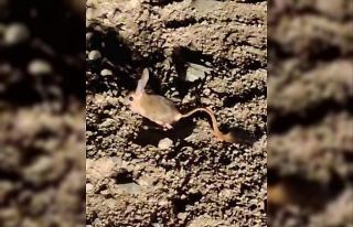 Elazığ’da Arap tavşanı görüntülendi