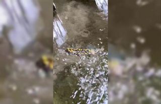 Elazığ’da benekli semender görüntülendi