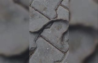 Elazığ’da çift başlı yılan tedirgin etti