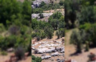 Elazığ’da dağ keçileri, görüntüleri ile hayran...