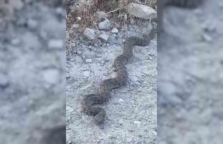 Elazığ’da görüntülenen yılan tedirgin etti