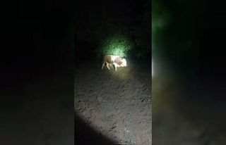 Elazığ’da kaçan boğayı belediye ekipleri yakaladı