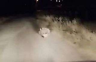 Elazığ’da nesli tükenme tehlikesi altında olan...