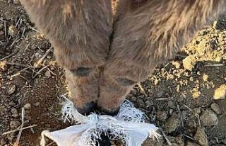 Elmadağ’da bir çoban kafasında çuval bulunan...