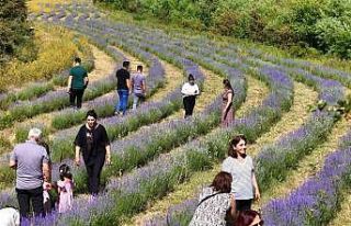 Emekli öğretmenin kurduğu lavanta bahçesi dünyanın...