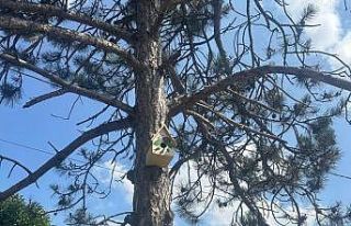 Engelli öğrenciler yaptı, büyükşehir ağaçları...