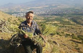 Erciyes’ten gelen şifa kaynağı: Karakovan Balı