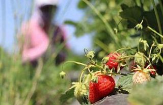 Erzincan’da çilek kilosu 150 liradan tezgâhta...
