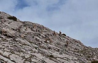 Erzincan’da dağ keçileri havadan görüntülendi