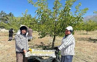 Erzincan’da dut hasadına başlandı