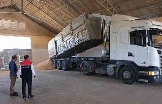 Erzincan’da hububatta ilk hasat başladı