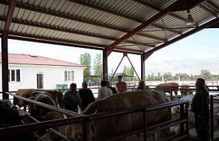 Erzincan’da Kurban Bayramı hareketliliği başladı:...