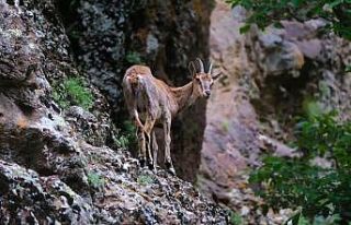 Erzincan’da yaban keçileri havadan görüntülendi