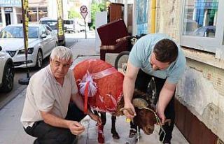 Erzurumlu damattan nişanlısına kurbanlık koç...