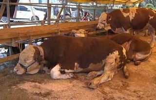 Esenyurt’ta bayramın 2’nci gününde kurbanlıklar...