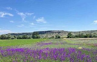 Eskişehir’de açan söğüt otları kartpostallık...