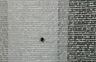 Eskişehir’de kene paniği hastanede bitti