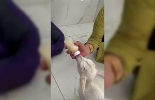 Evcil hayvan otelinin sıra dışı misafiri: Biberonla...