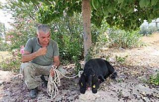 Firar eden kurbanlık, 10 gün sonra yakalandı