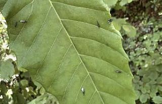 Gal arısıyla mücadele edecekler