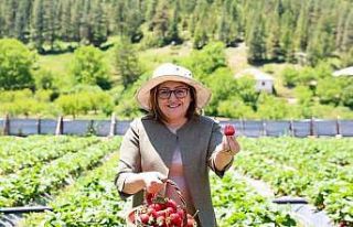 GAP Bölge Başkanlığı ile Huzur Yaylası Proje...