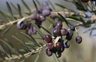 Gaziantep Nizip zeytinyağı dünyanın en iyisi seçildi