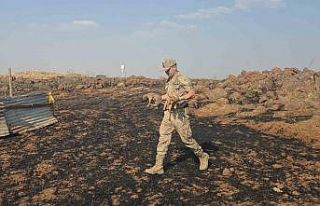 Gaziantep’te anız yangınında mahsur kalan köpekleri...
