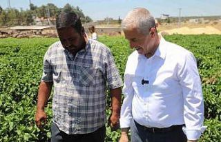 Gaziantep’te domates, biber, patlıcan, salatalık,...