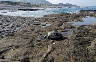 Gazipaşa’da caretta başı kesilmiş halde bulundu