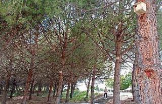 Gediz MYO Kampüsüne kuş yuvaları yerleştirildi