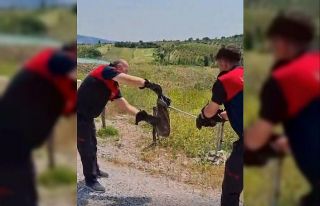 Gediz’de yılan ve kene alarmı