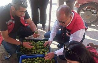 Germencik’te ilek tezgahları denetlendi