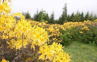 Giresun yaylaları orman gülleriyle renklendi