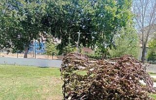 Gölbaşı’nda ağaç kökünden söküldü